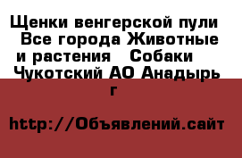 Щенки венгерской пули - Все города Животные и растения » Собаки   . Чукотский АО,Анадырь г.